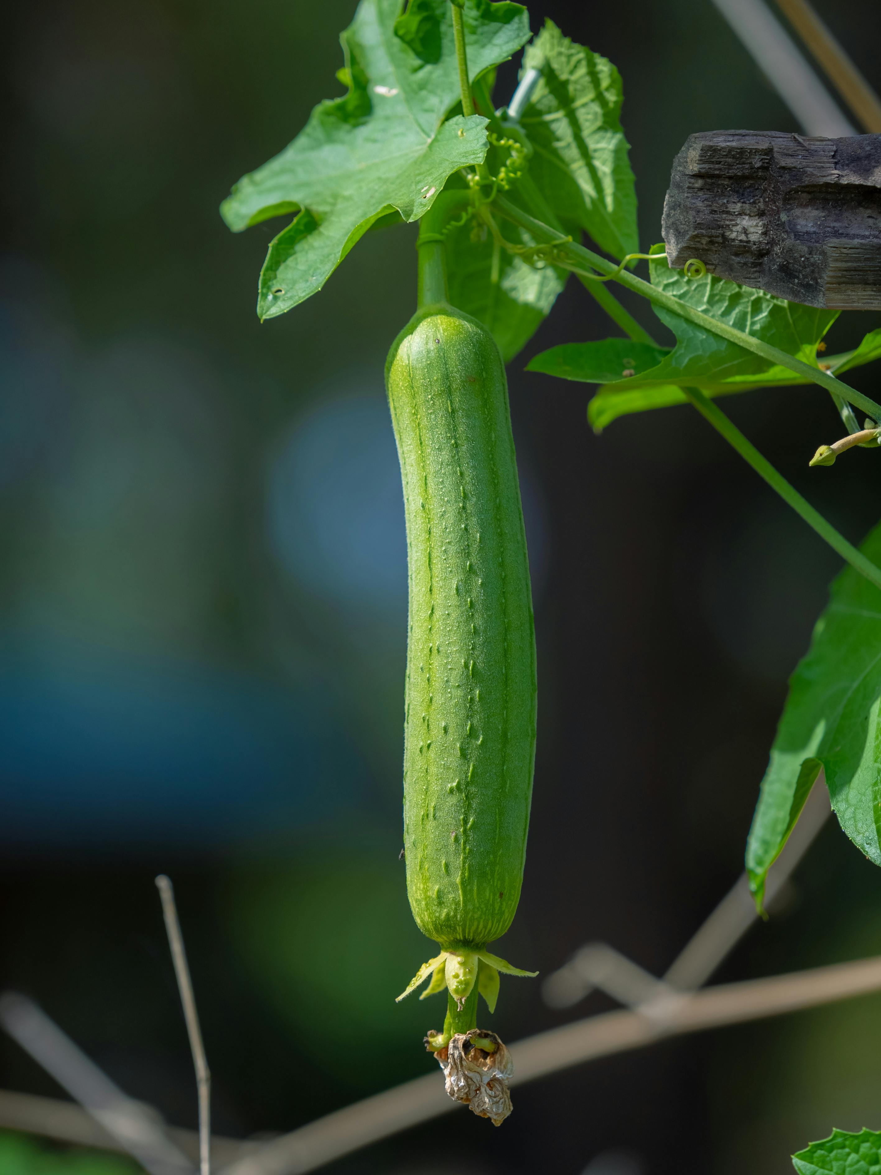 ฟรี ภาพถ่ายสดใสของบวบสีเขียวสดที่ห้อยอยู่บนเถาวัลย์กลางแจ้งในเวลากลางวัน คลังภาพถ่าย