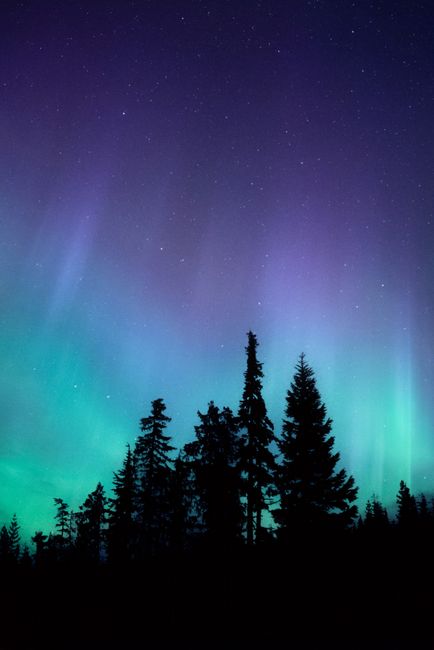 Stunning view of the Northern Lights illuminating a forest in British Columbia, Canada.
