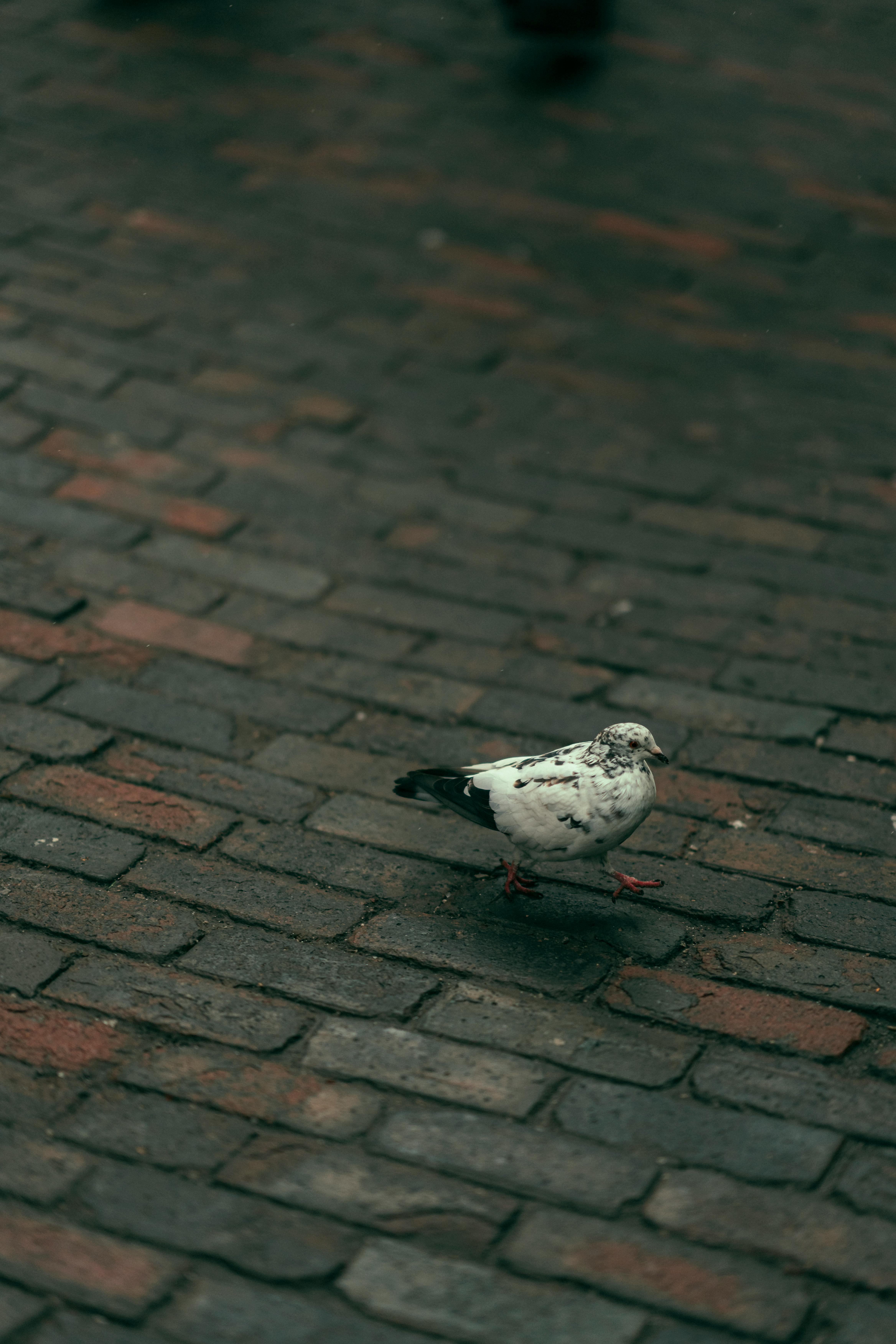 pigeon on cobblestone street in toronto