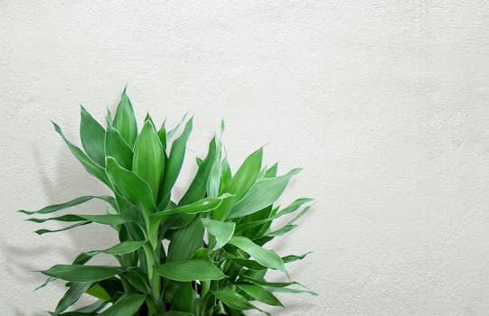 Vibrant green tropical plant leaves standing out against a minimal stucco wall background.