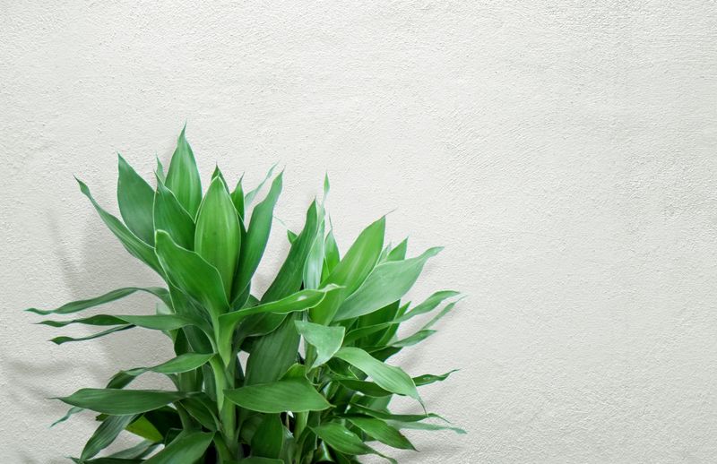 Green tropical plant leaves against a bright wall, by Komet Flicker on Pexels