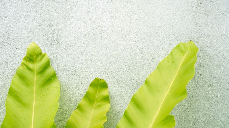 Daun pisang hijau cerah di depan dinding plester bertekstur, menghadirkan nuansa tropis.
