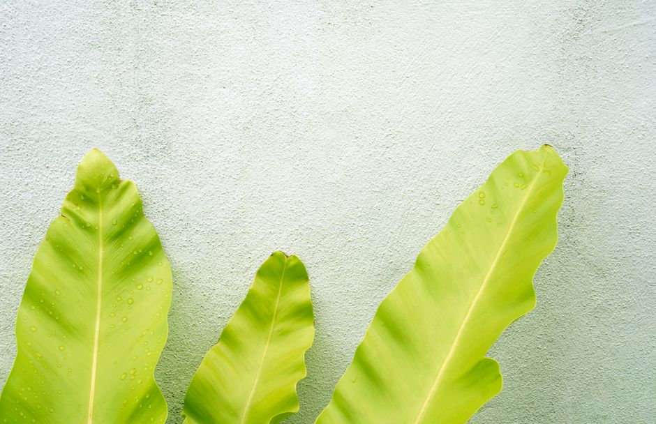 Heldergroene palmbladeren tegen witte muur. Heldergroene palmbladeren tegen witte muur.