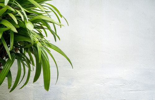 Free A vibrant tropical plant with green leaves contrasts against a textured white wall. Stock Photo