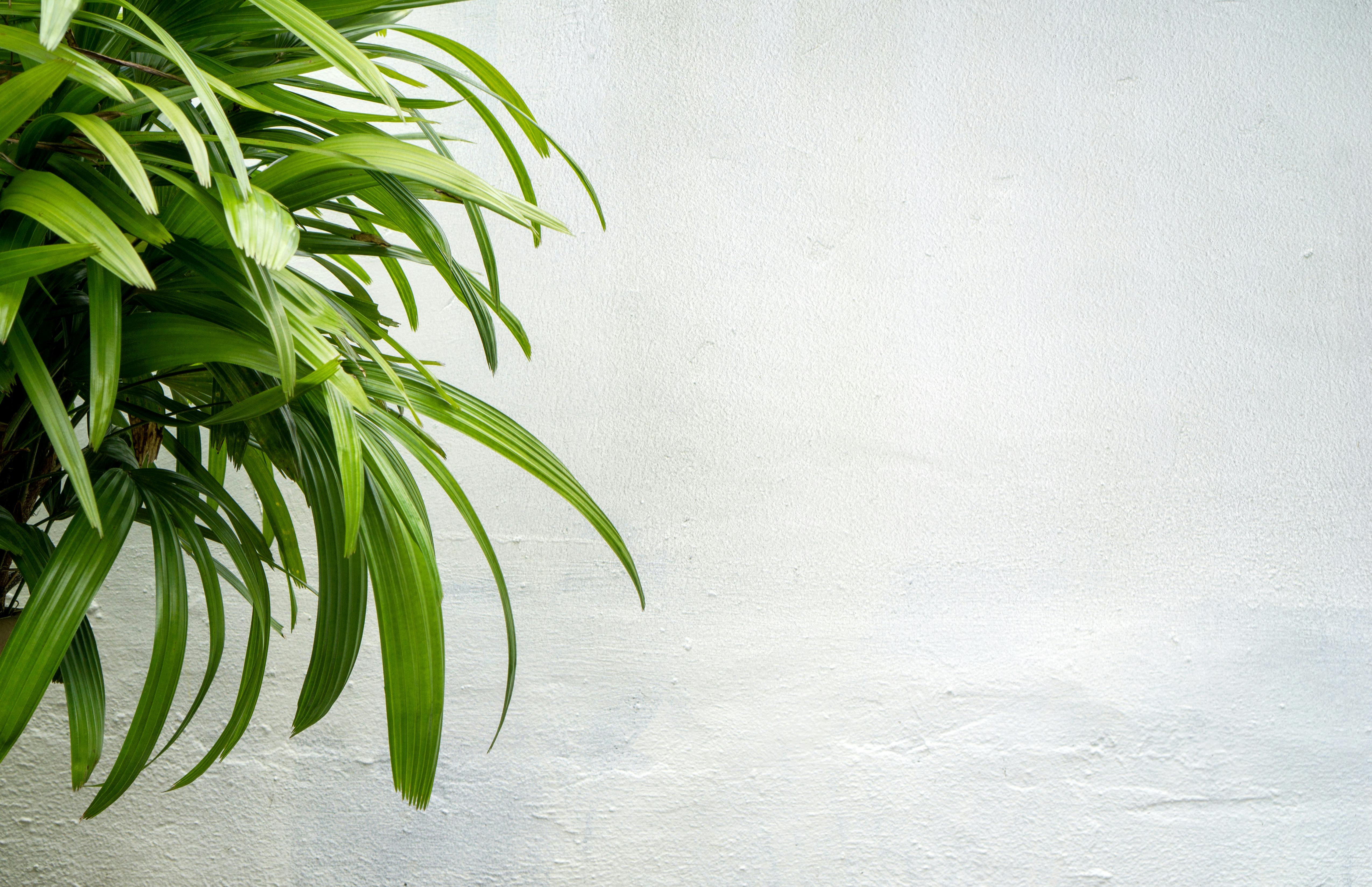 Kostenlos Eine leuchtende tropische Pflanze mit grünen Blättern bildet einen Kontrast zu einer strukturierten weißen Wand. Stock-Foto