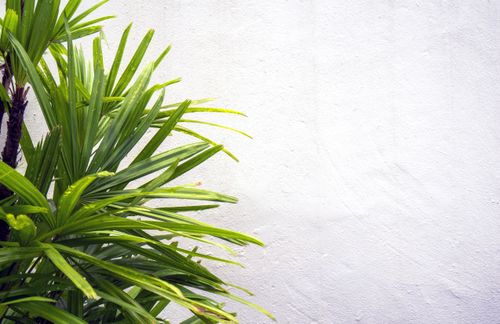 Free A vivid tropical plant set against a plain stucco wall, providing a fresh and minimalist aesthetic. Stock Photo