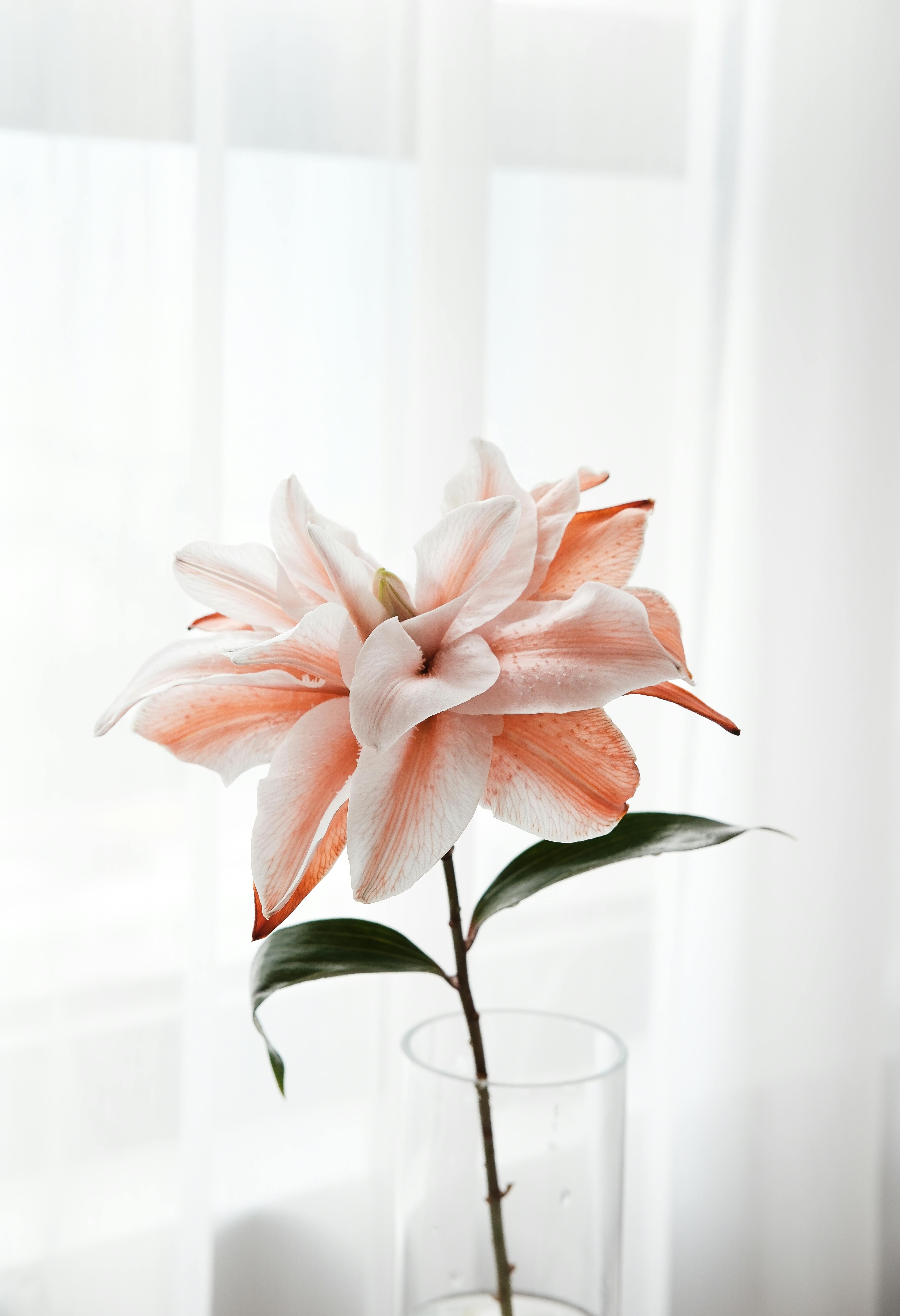 A beautiful pink lily in full bloom displayed in a clear glass vase. Bright and elegant.