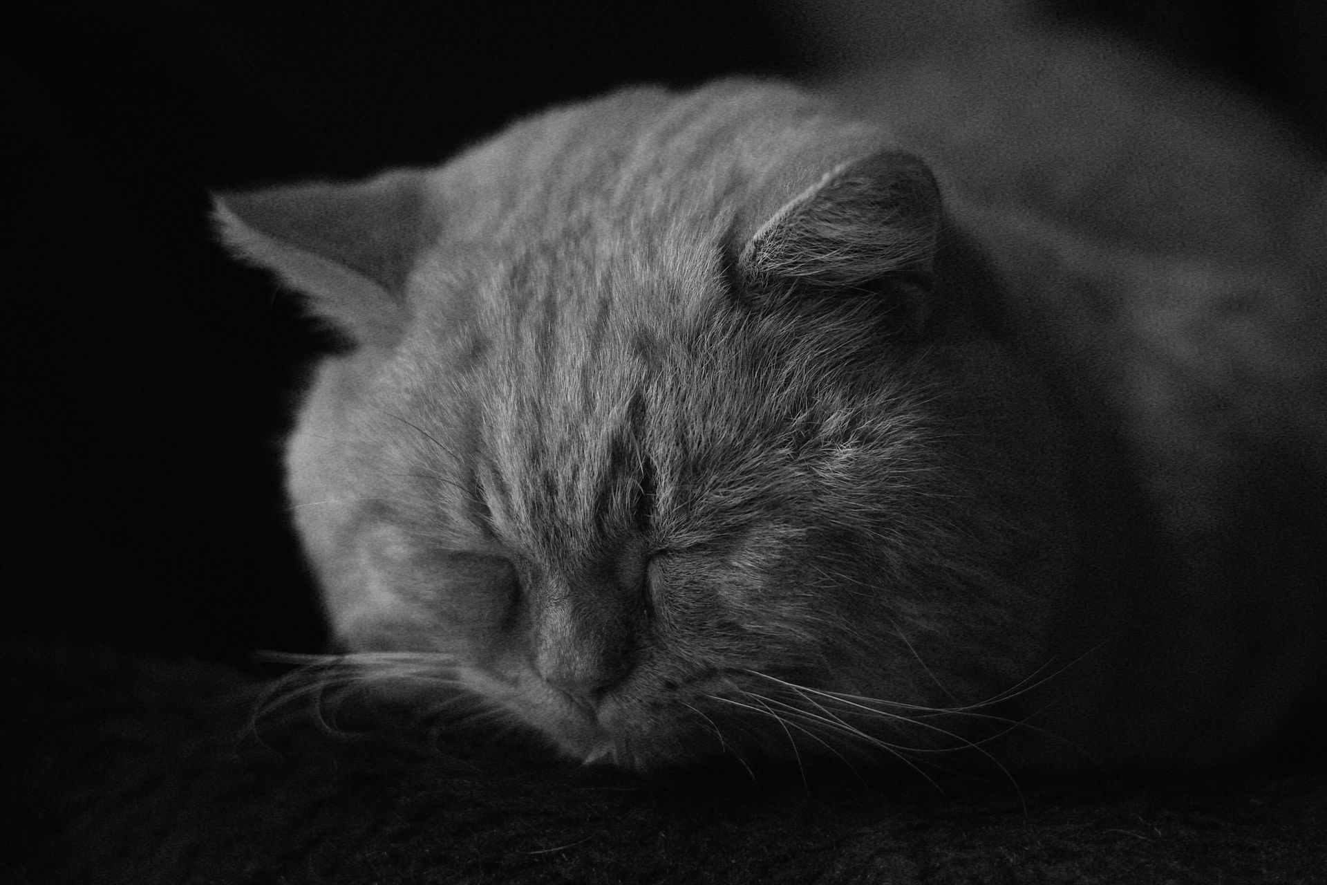 A peaceful British Shorthair cat sleeping soundly in a black and white photo.