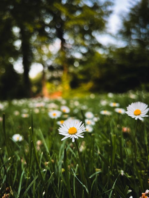 Free Close-up of daisies blooming in a serene summer meadow with lush greenery. Stock Photo
