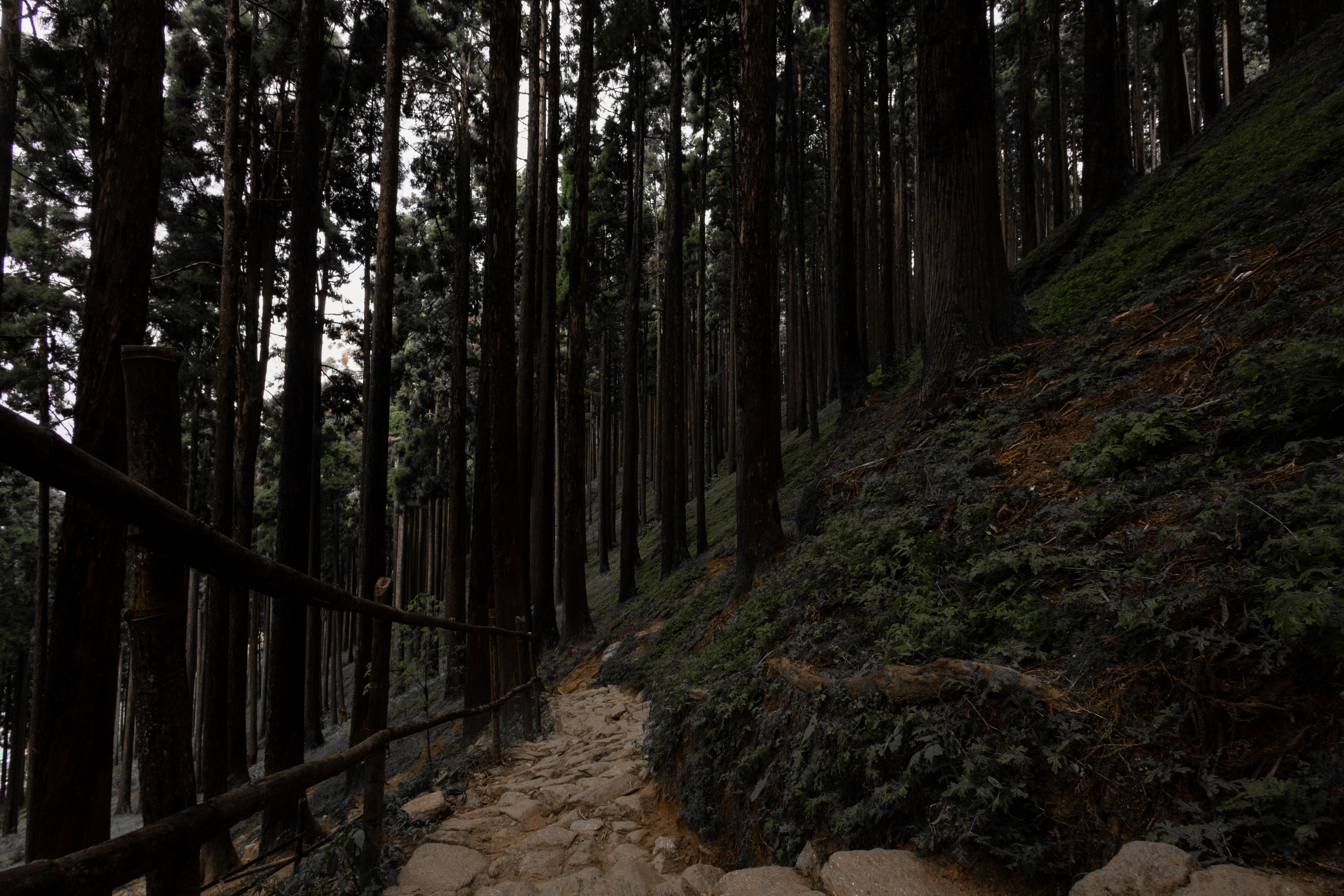 A peaceful pathway winds through a dense forest of towering pine trees, perfect for hiking and nature walks.