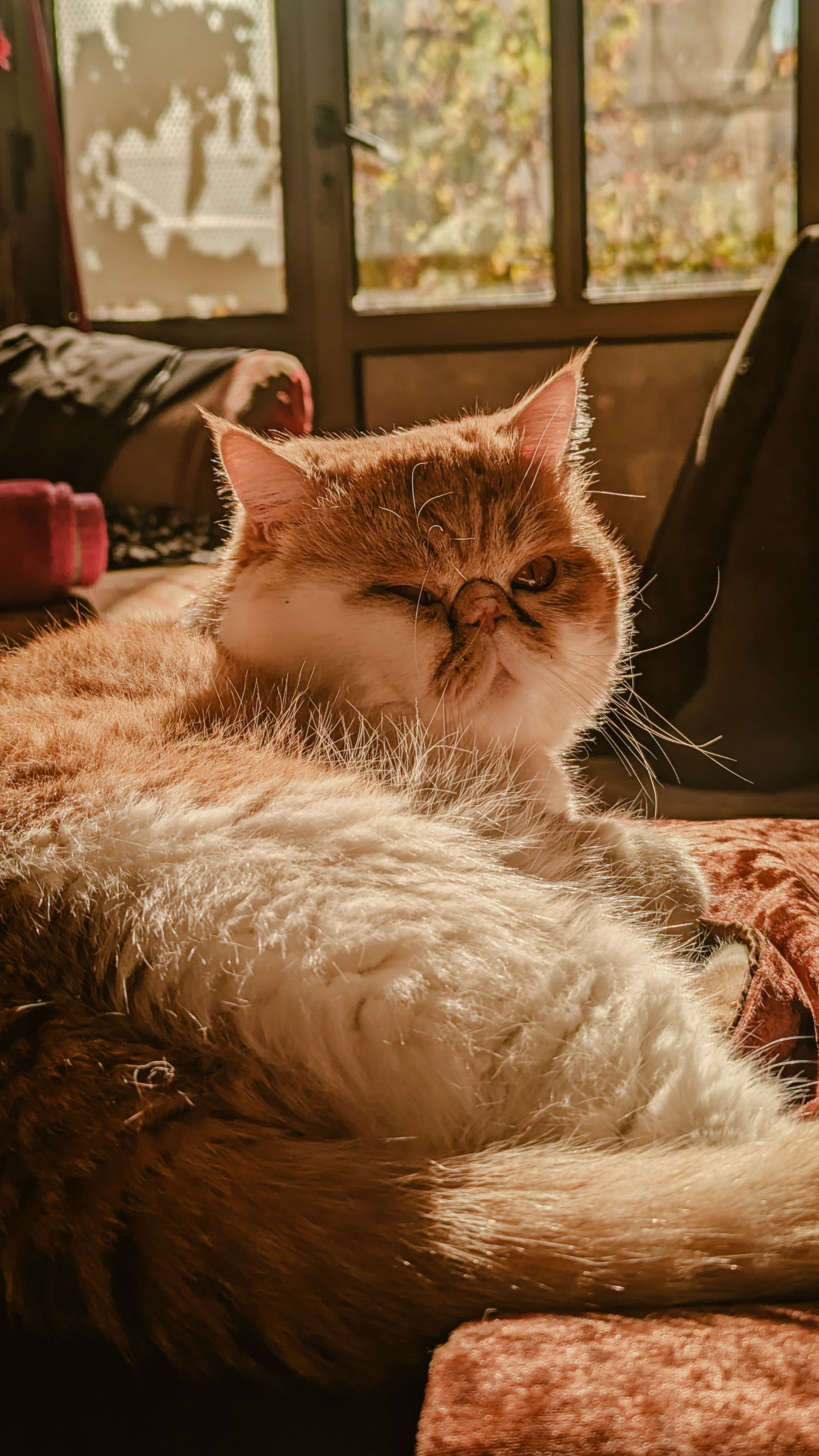 Gratis Un soffice gatto persiano che si rilassa in un ambiente interno caldo e soleggiato, trasmettendo benessere. Foto a disposizione