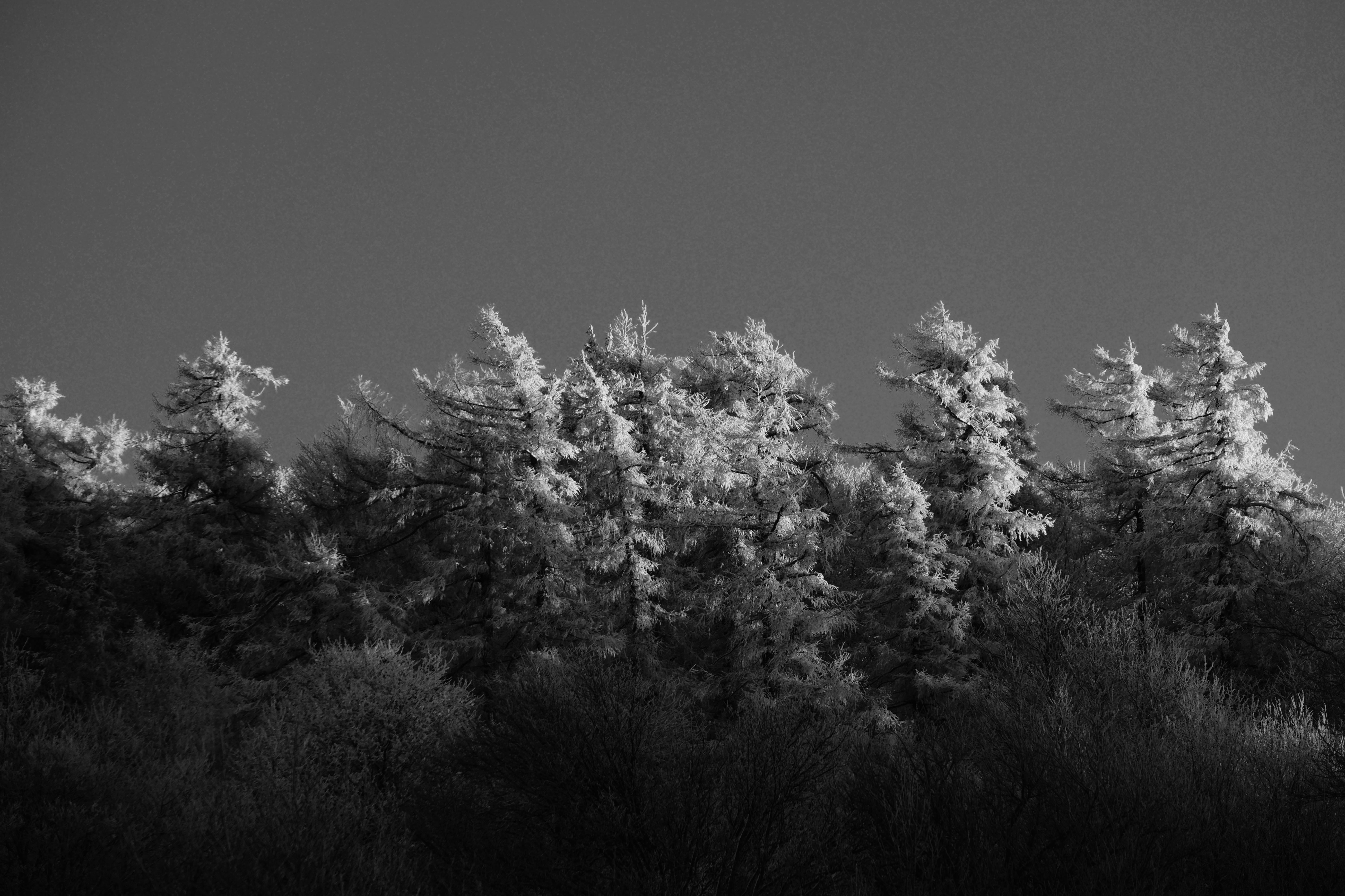 Gratis Fængslende sort/hvid foto af frostede træer i en vinterskov, der fanger fredfyldt skønhed. Lagerfoto