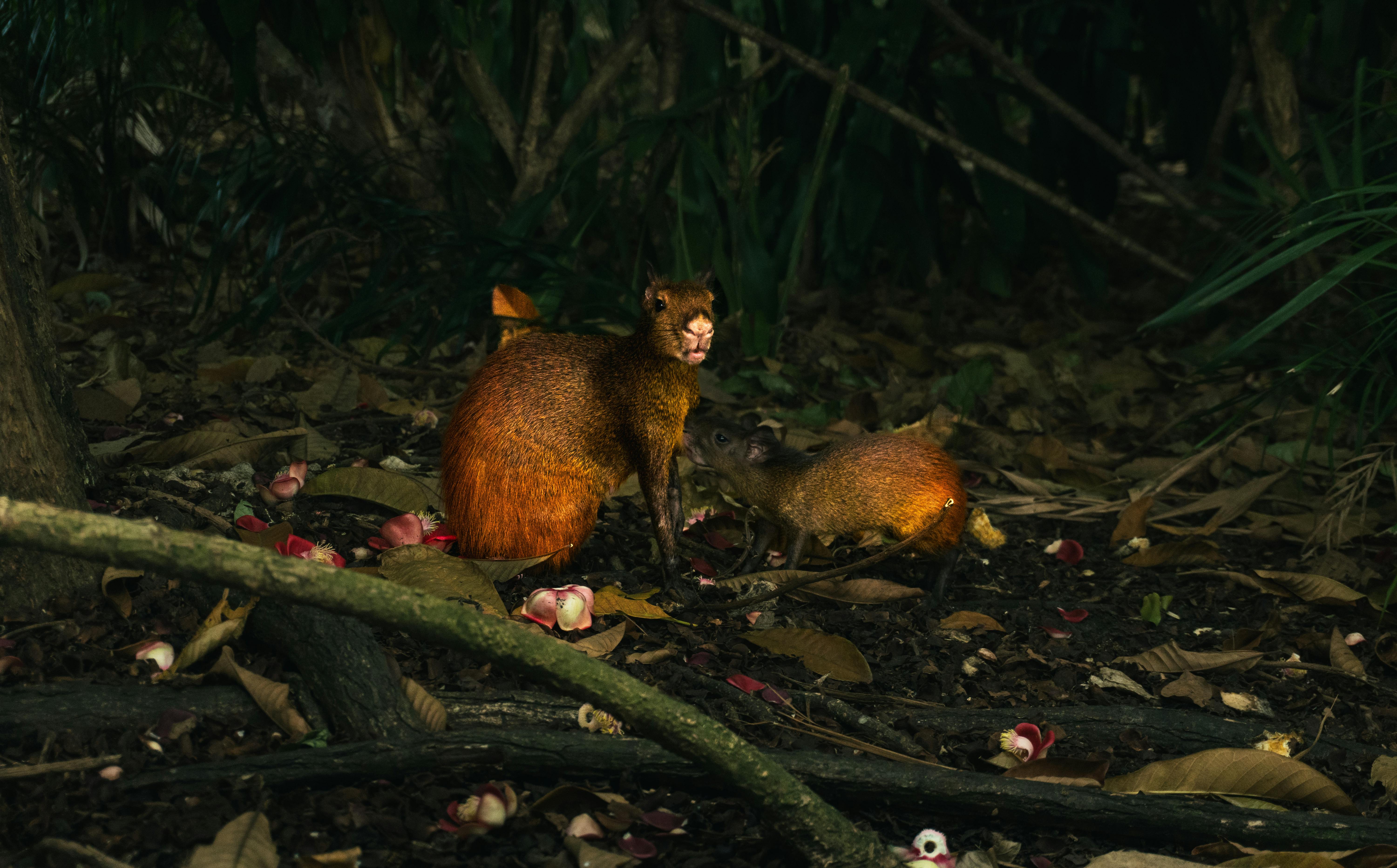 Agouti Family in the Amazonas Rainforest · Free Stock Photo