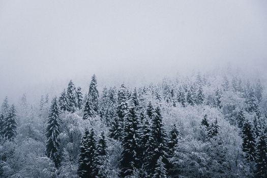 A serene winter forest in Sairme, Georgia, covered with snow and surrounded by fog.