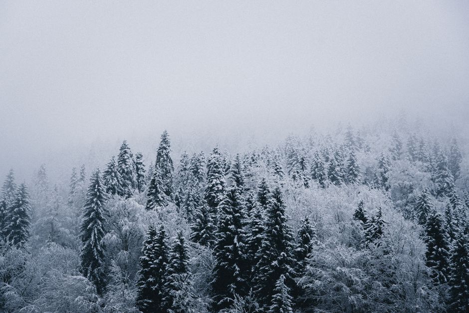 A serene winter forest in Sairme, Georgia, covered with snow and surrounded by fog.