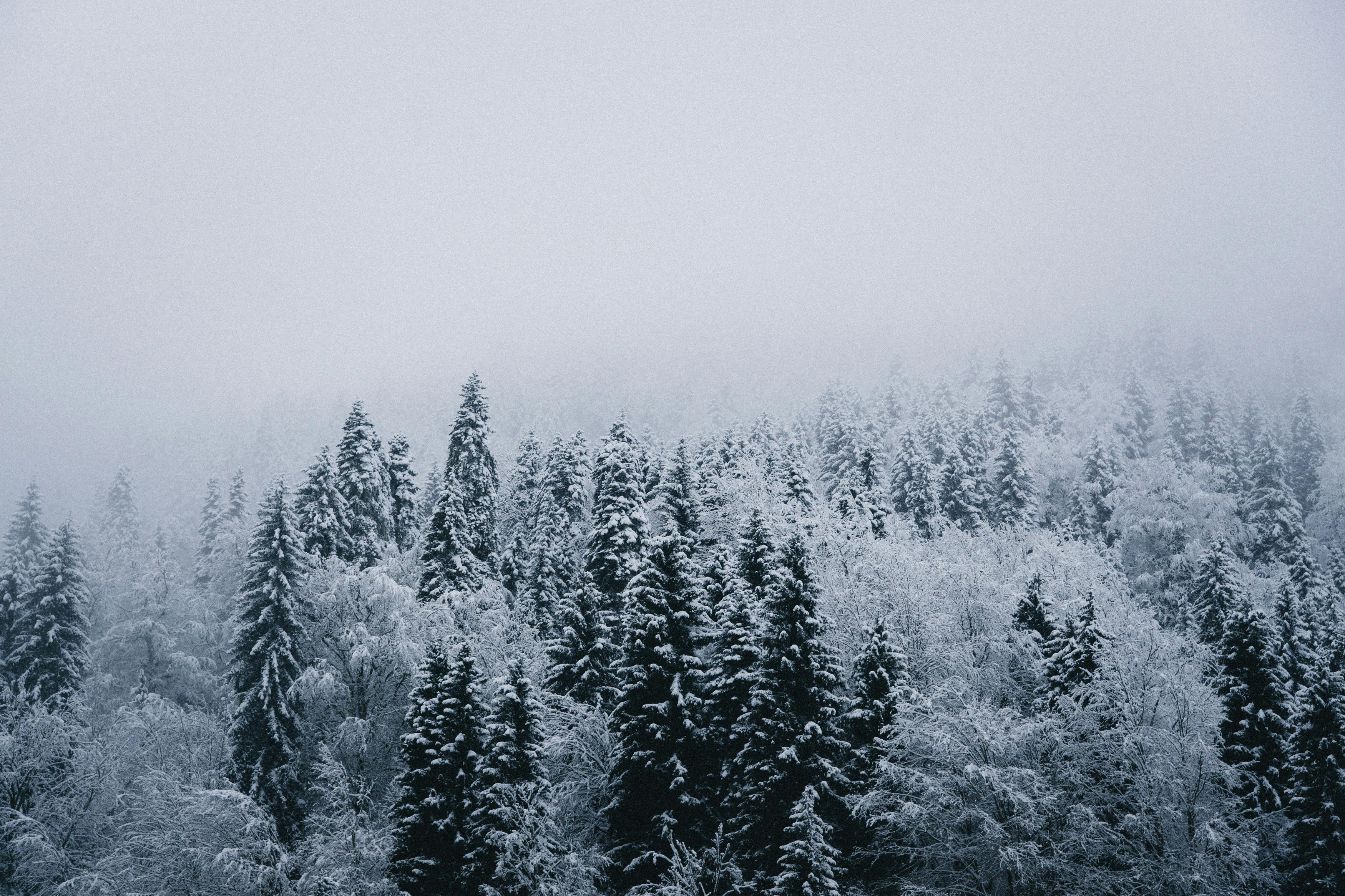 Snowfall Photos, Download The BEST Free Snowfall Stock Photos & HD Images