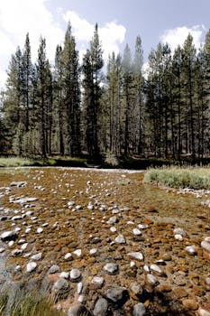 夏日森林中，溪流宁静，湖水清澈，绿树成荫