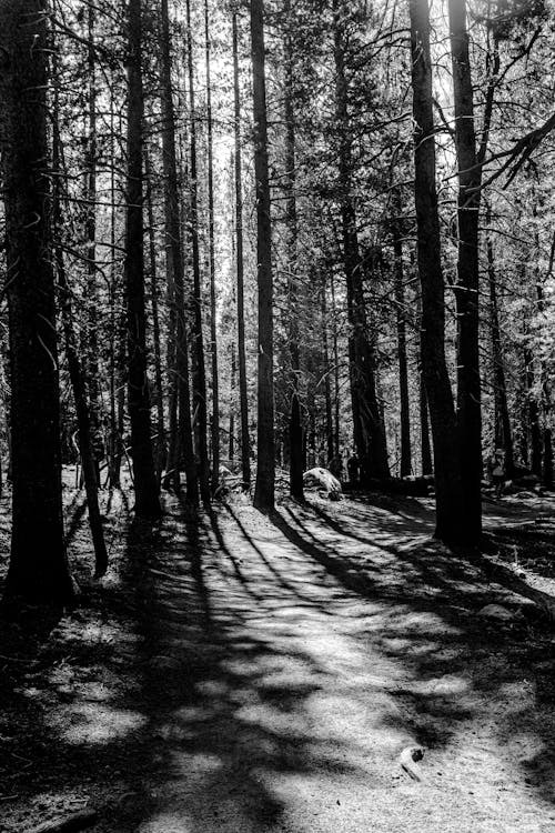 Free Grayscale Photo Of Forest Stock Photo