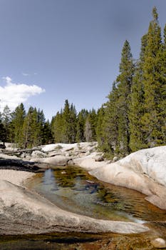 清澈的天空下，宁静的河流流经茂密的森林