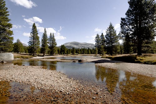 Green Pine Trees and Lake Scenery