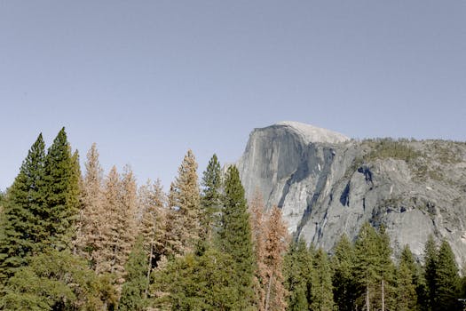 半圆顶景观前，优胜美地国家公园的森林郁郁葱葱