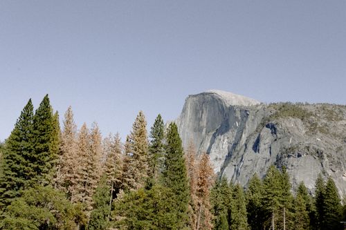 Free Scenic view of Half Dome in Yosemite National Park with lush forest foreground. Stock Photo