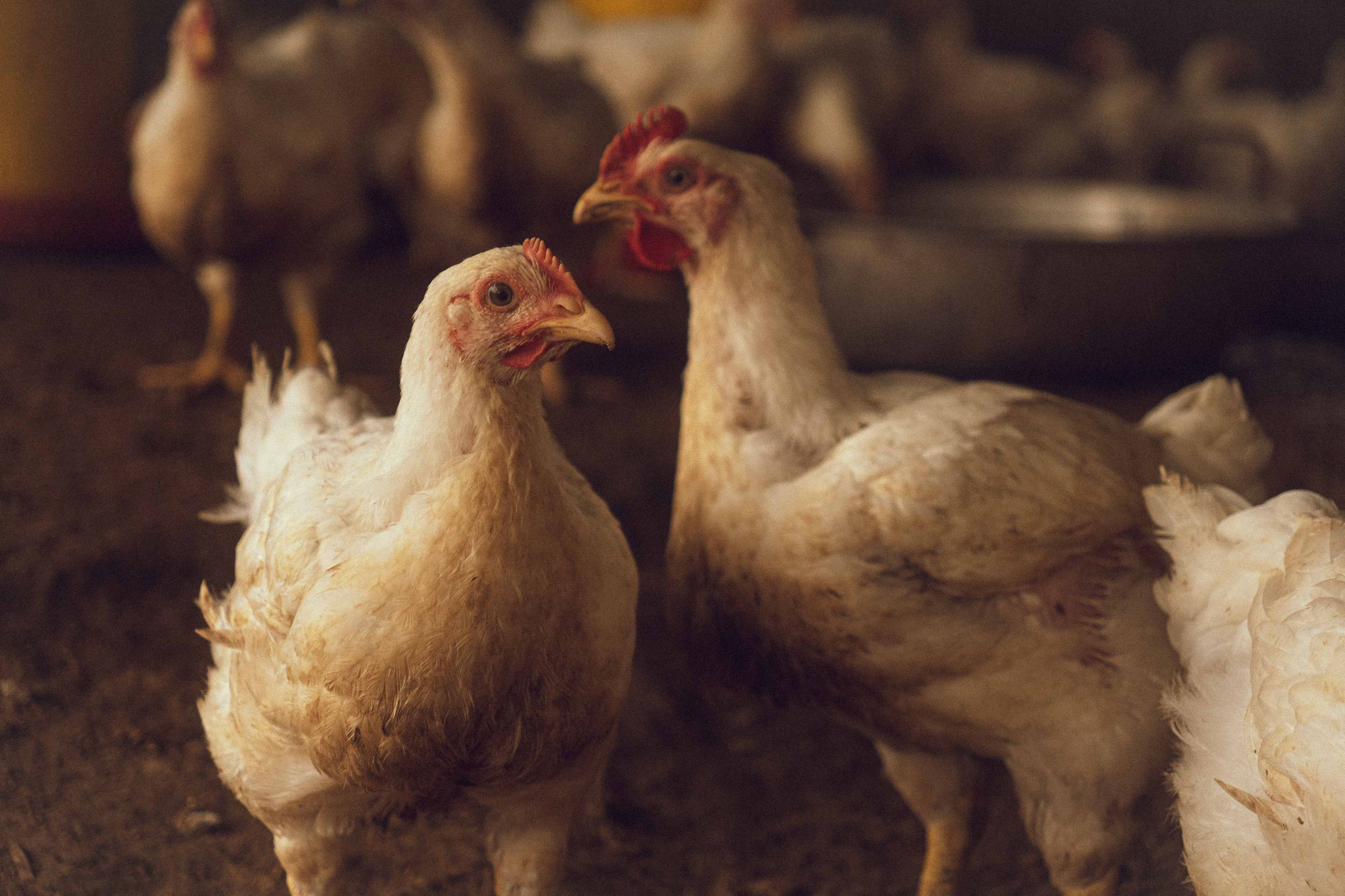 Rustic Ridge Poultry Chickens in a Rustic Indoor Poultry Farm Setting · Free Stock Photo