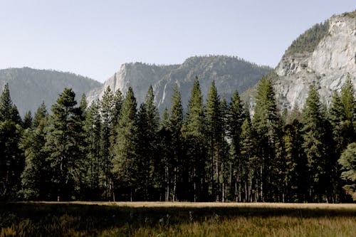 Kostnadsfria Kostnadsfri bild av barrträd, bergen, bergstoppar Stock foto