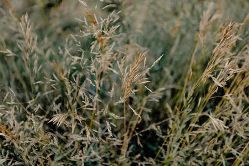 Free Detailed close-up of wild grasses with a rich green backdrop captured outdoors. Stock Photo