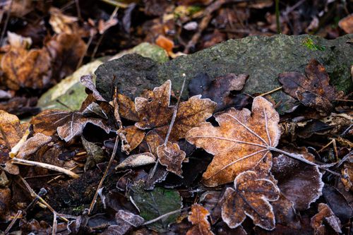 Free stock photo of autum, autum trees, autumn Stock Photo