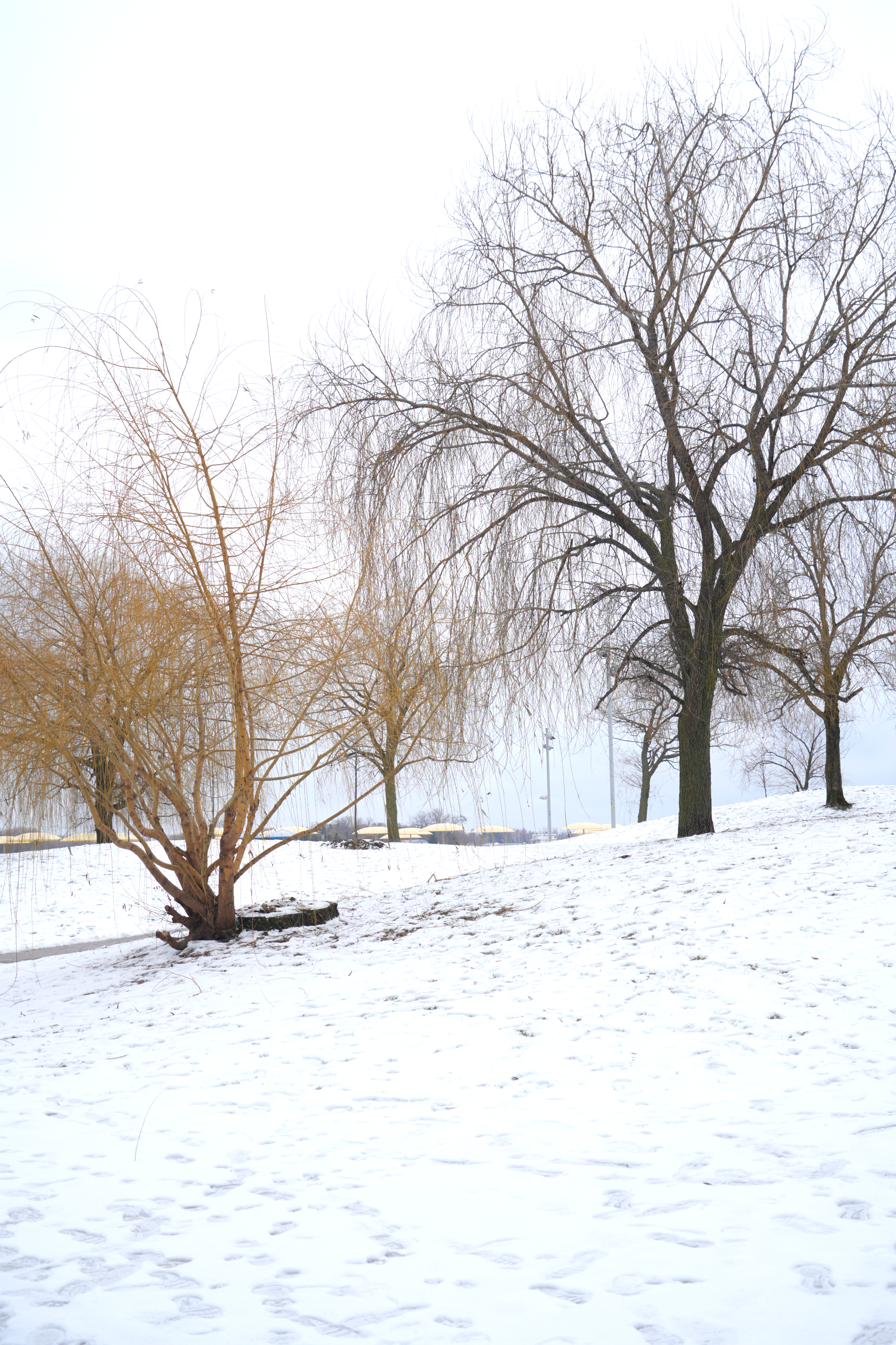 Serene Snowy Landscape with Bare Trees · Free Stock Photo
