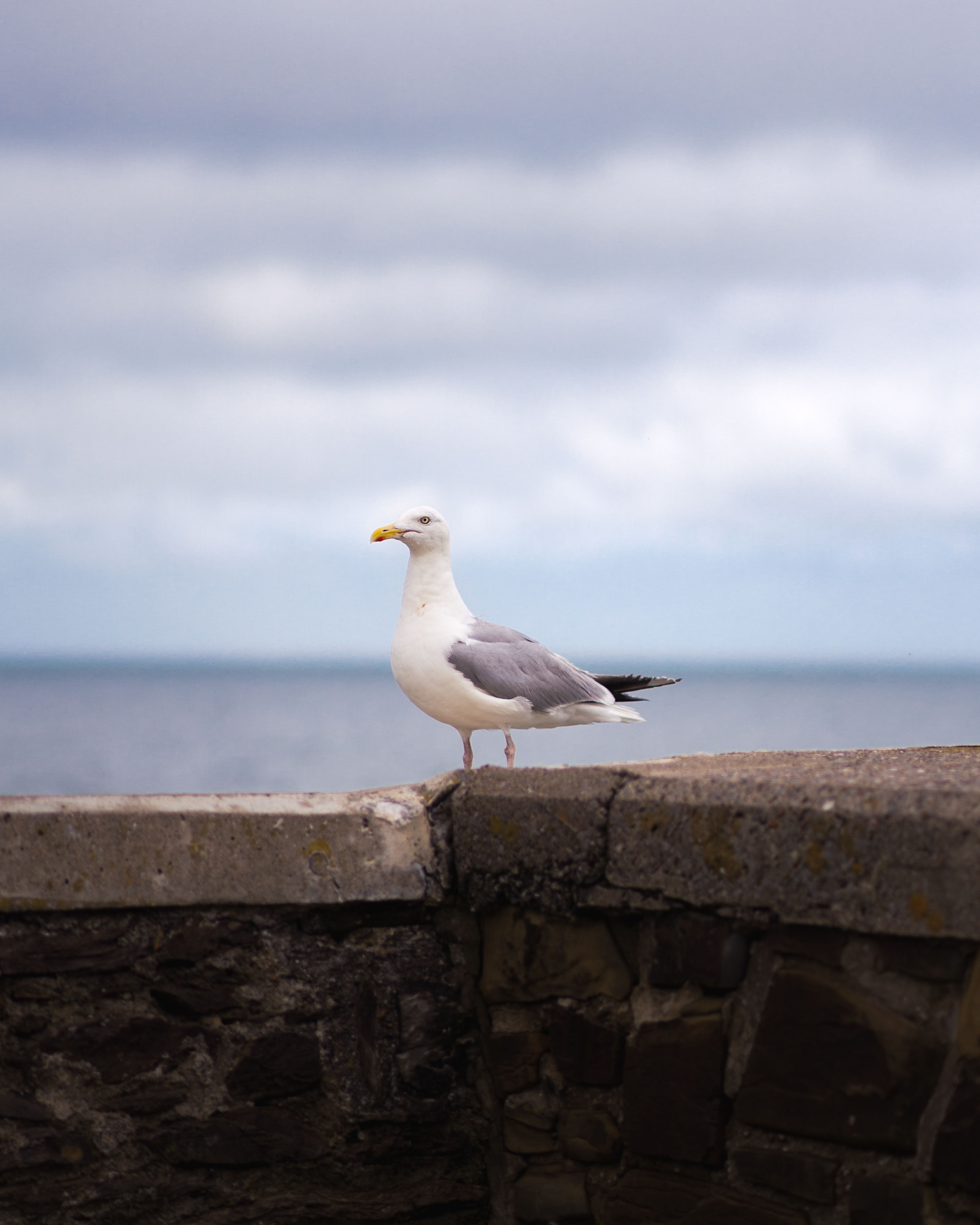 Close-up of a seagull perched on a stone wall overlooking the ocean in England.