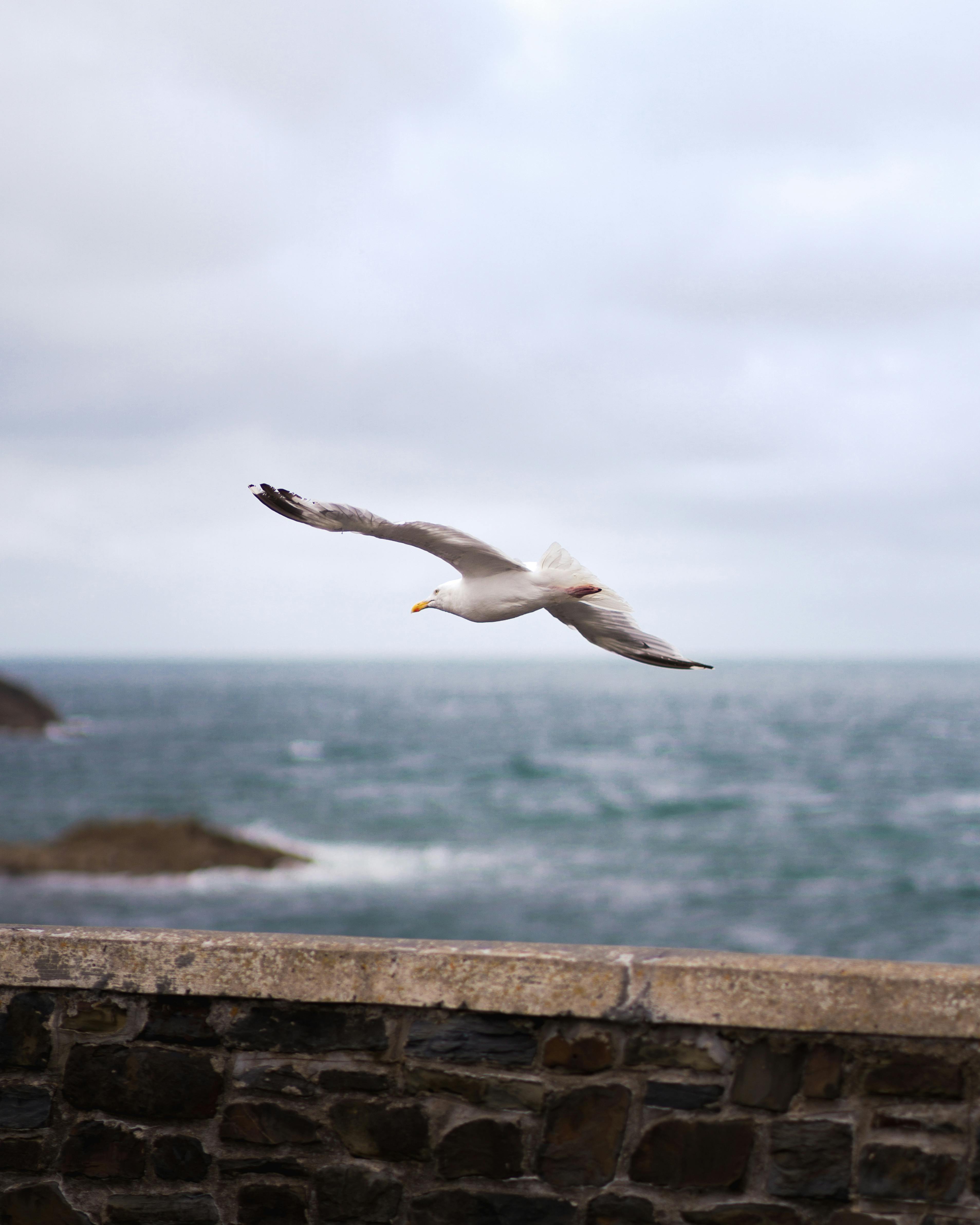 A seagull gracefully flying over the rocky seaside in England, capturing the serene coastal atmosphere.
