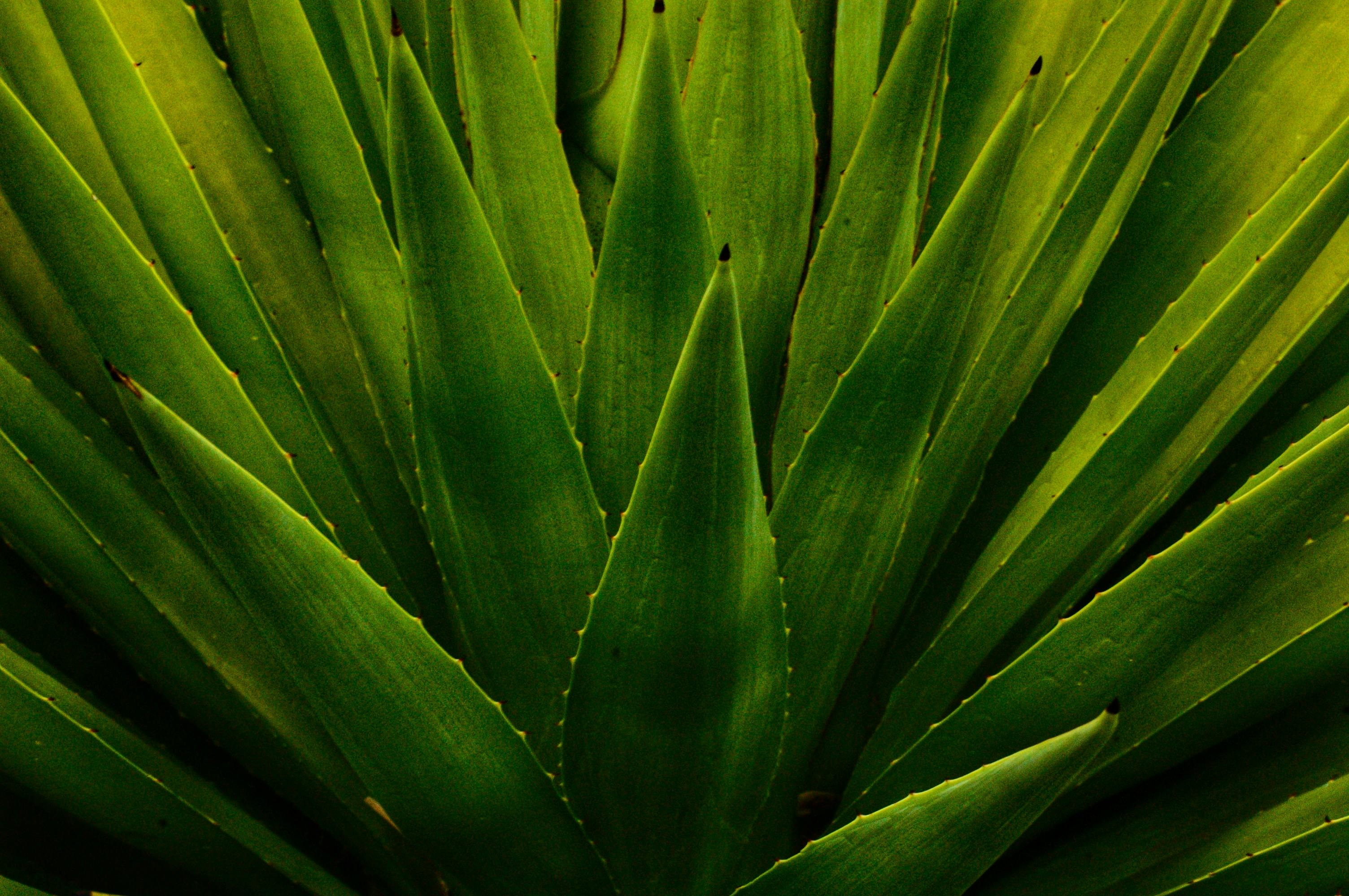 Detailed close-up view of vibrant green agave plant leaves with sharp points.
