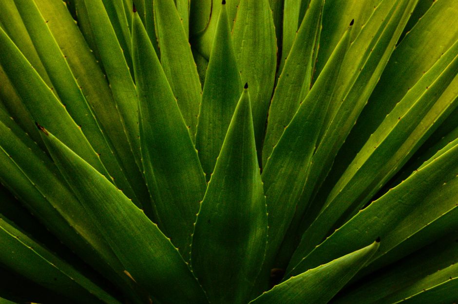 Detailed close-up view of vibrant green agave plant leaves with sharp points.