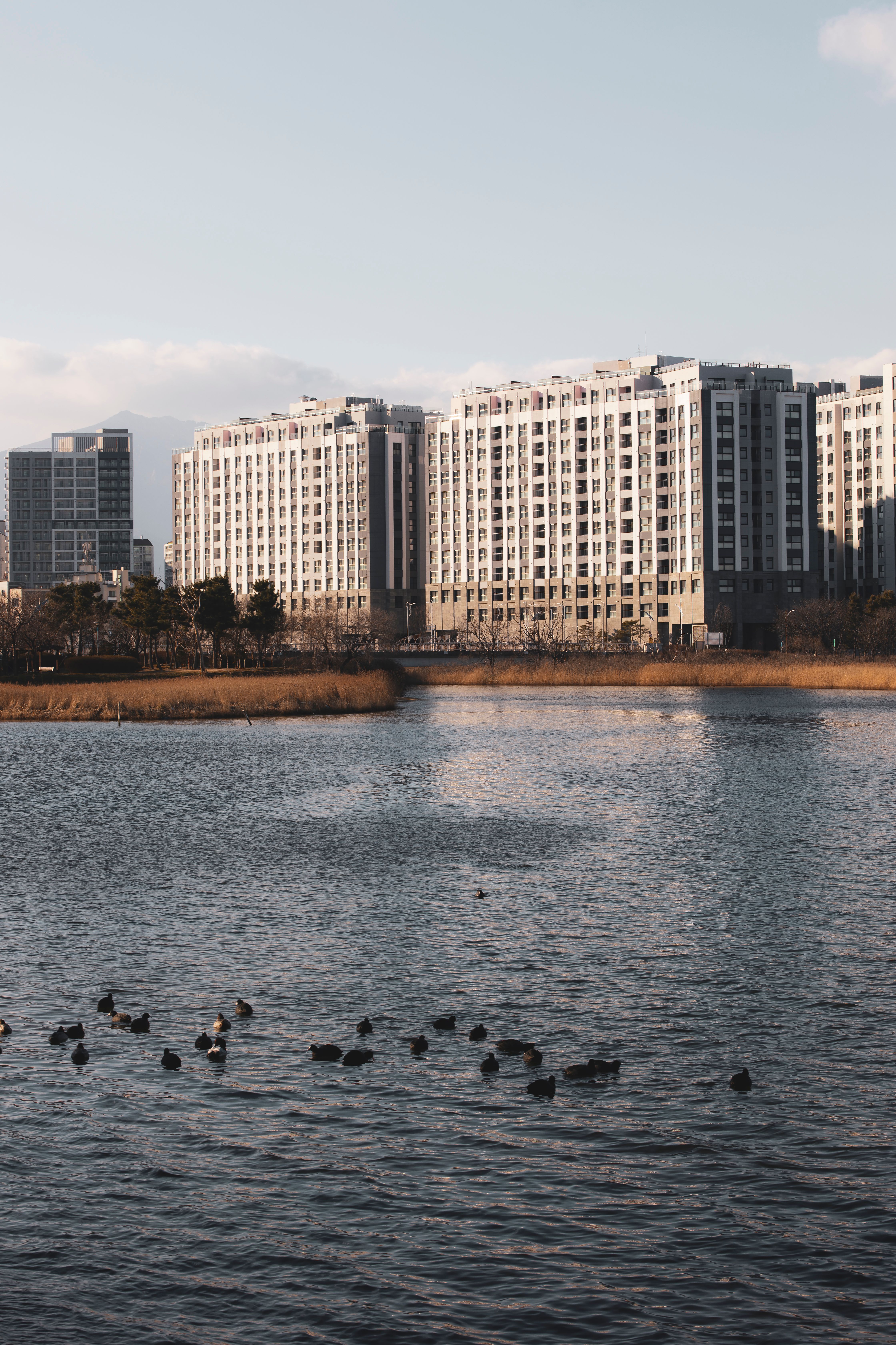 Modern Urban Apartments by Waterfront · Free Stock Photo