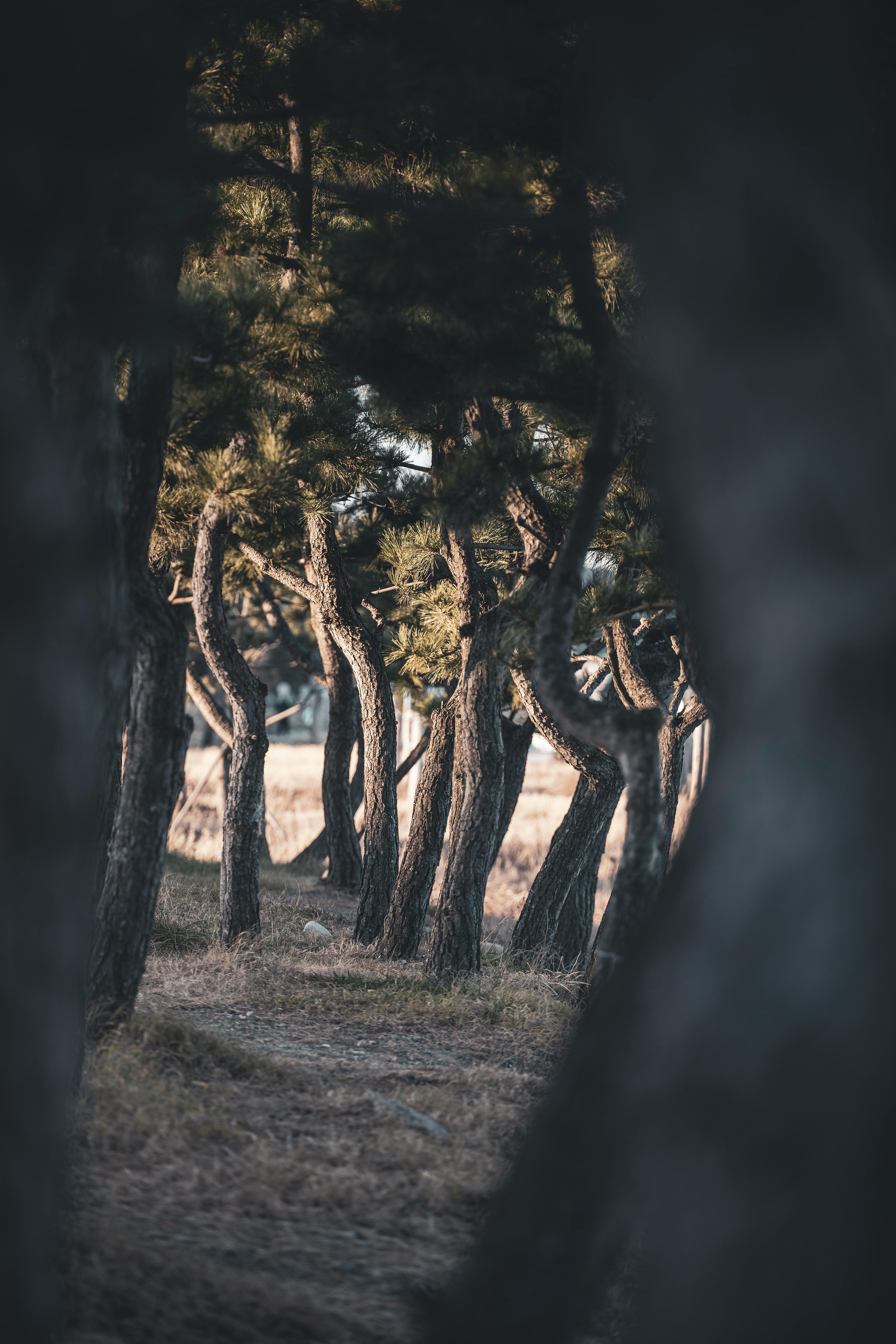 Serene path through a pine forest at sunset, offering a tranquil atmosphere.