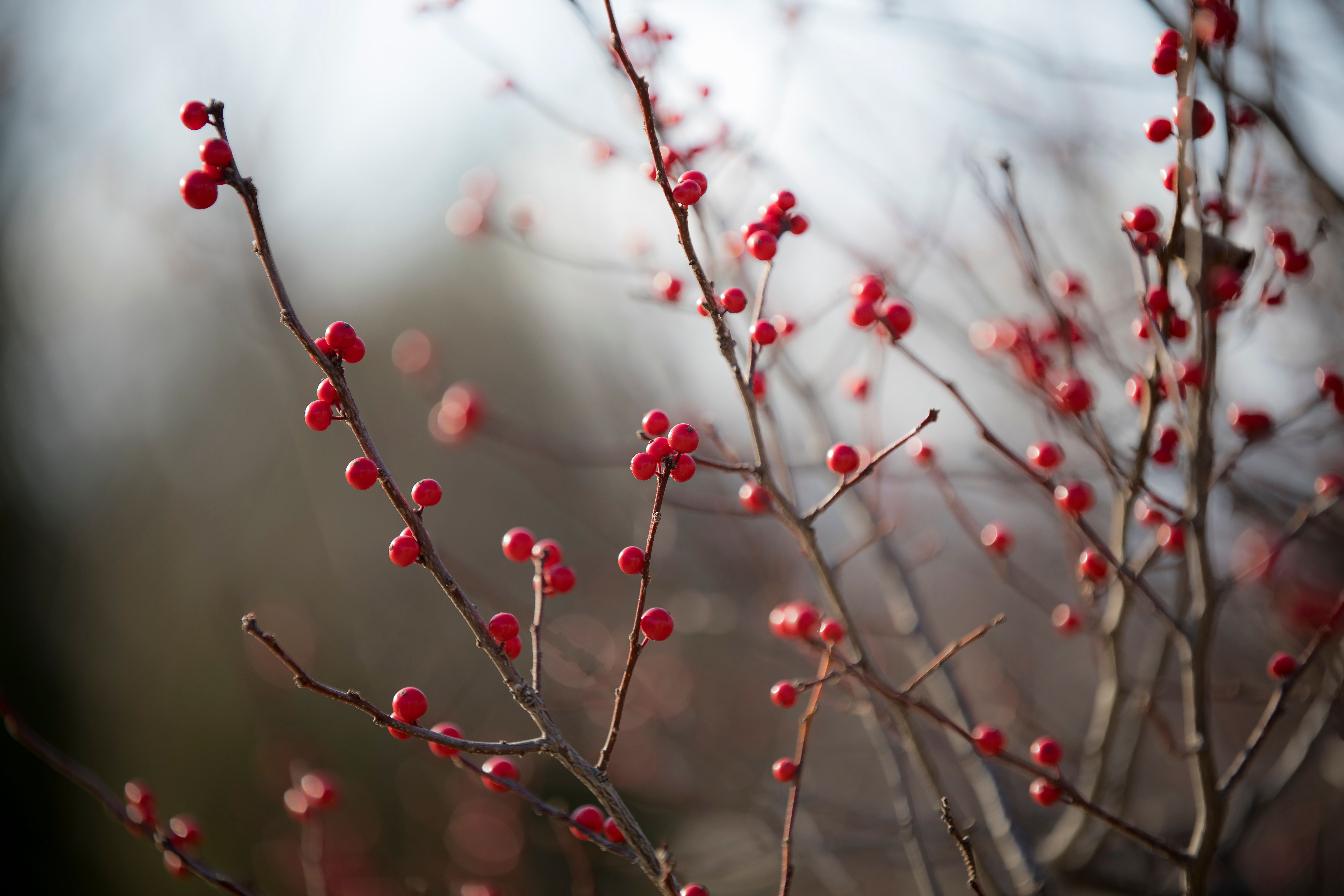 Winter Red Berries on Bare Branches · Free Stock Photo