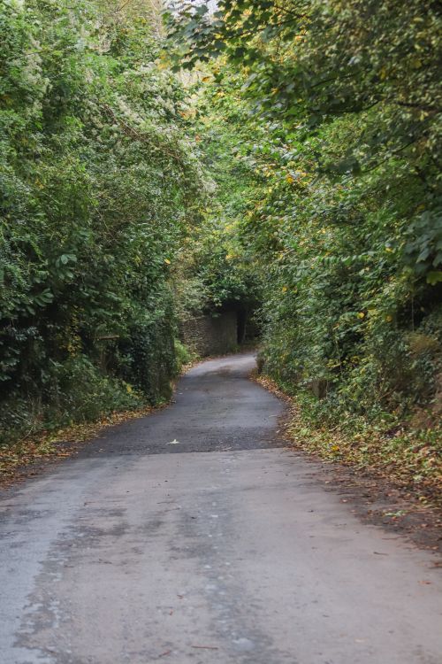 Free Peaceful country road with dense greenery creating a tunnel of foliage. Stock Photo