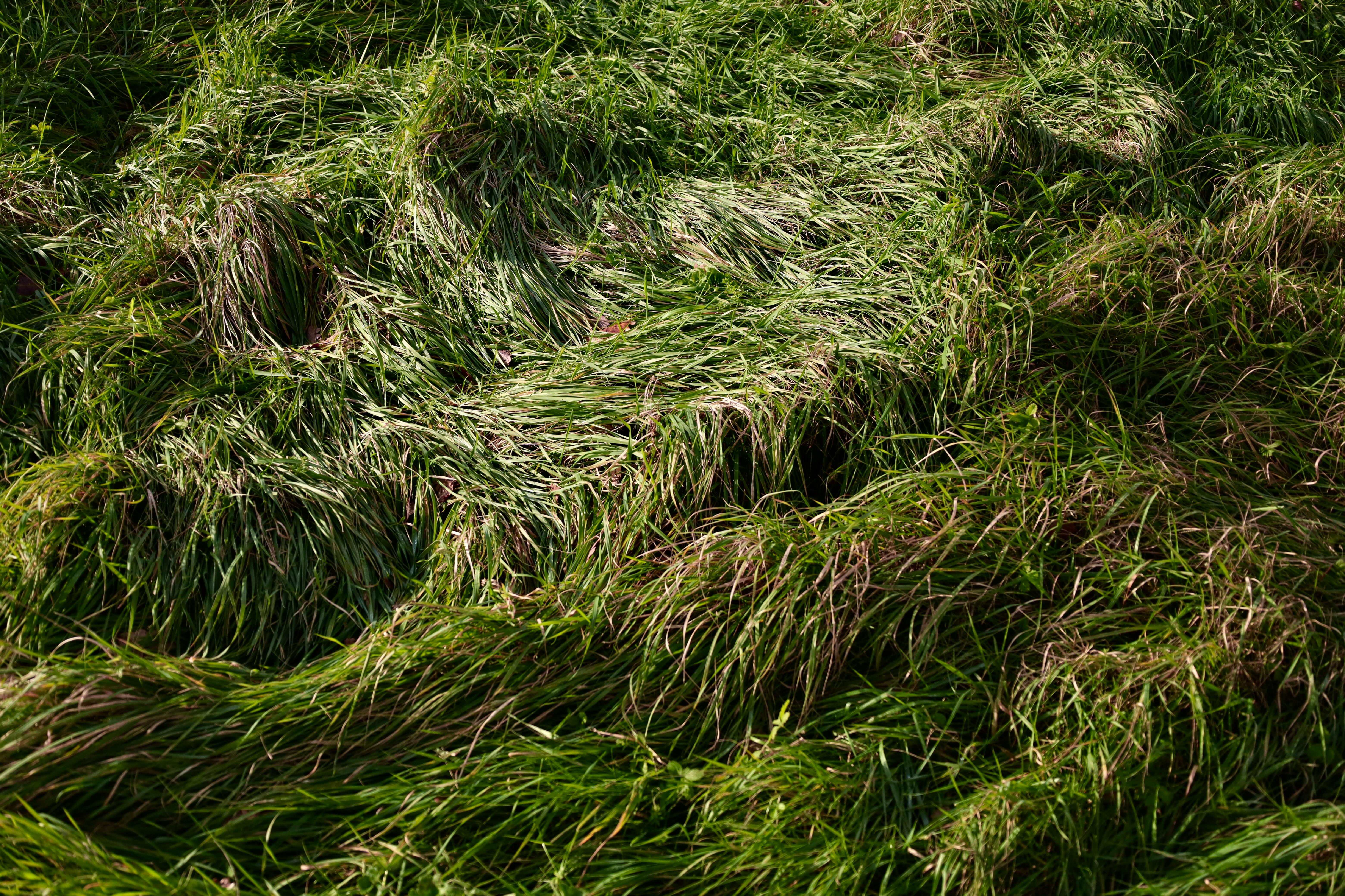 Un champ d'herbe verte luxuriante et vibrante capturé lors d'une journée ensoleillée à Monte Vidon Combatte, en Italie.