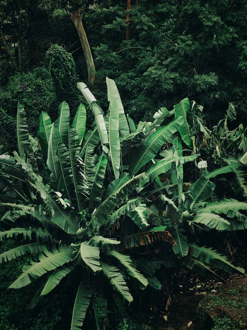 Free Lush banana plant amidst vibrant greenery in a tropical garden, showcasing nature's beauty. Stock Photo