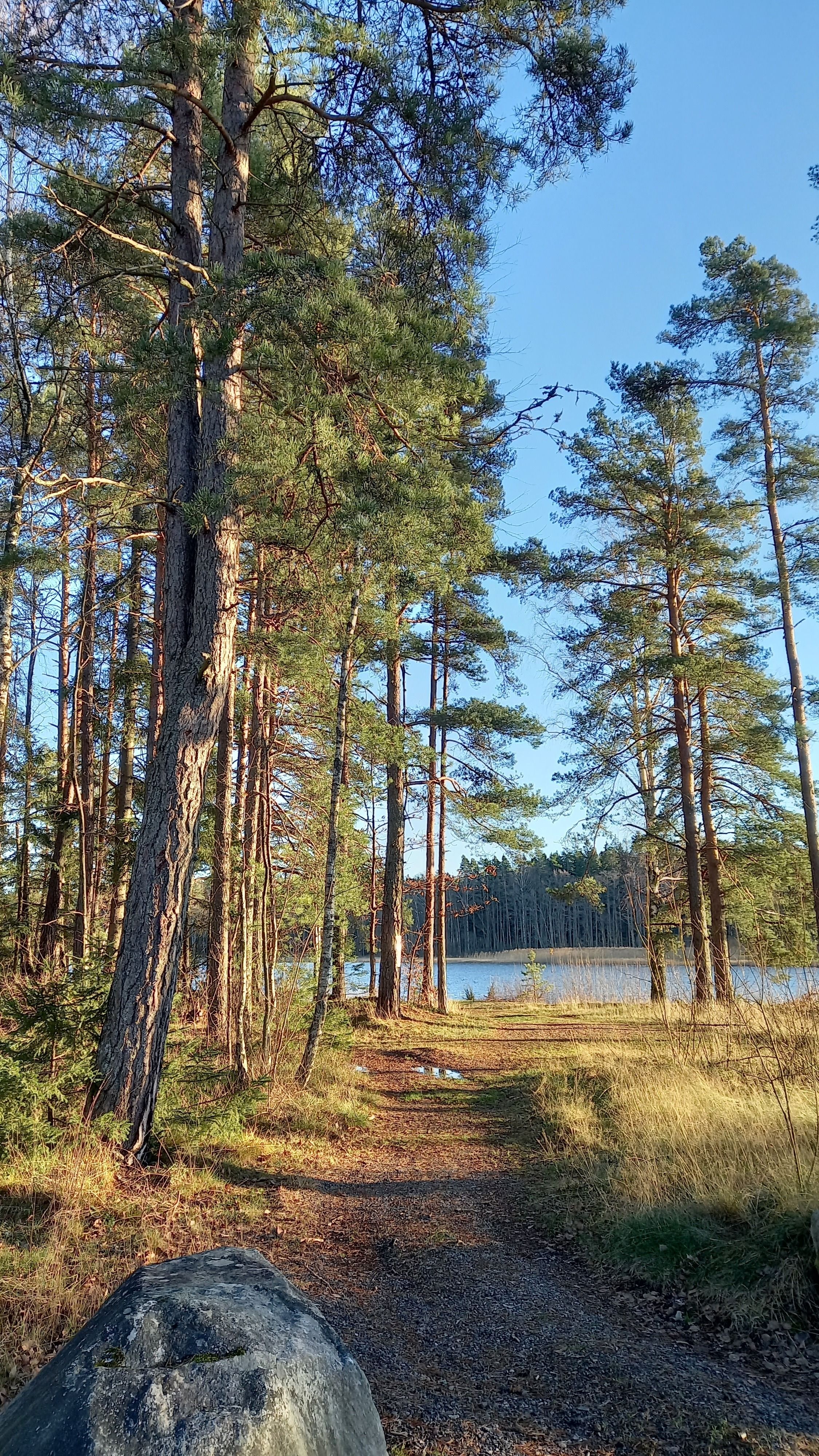 A peaceful forest path leading to a serene lake under a clear blue sky.