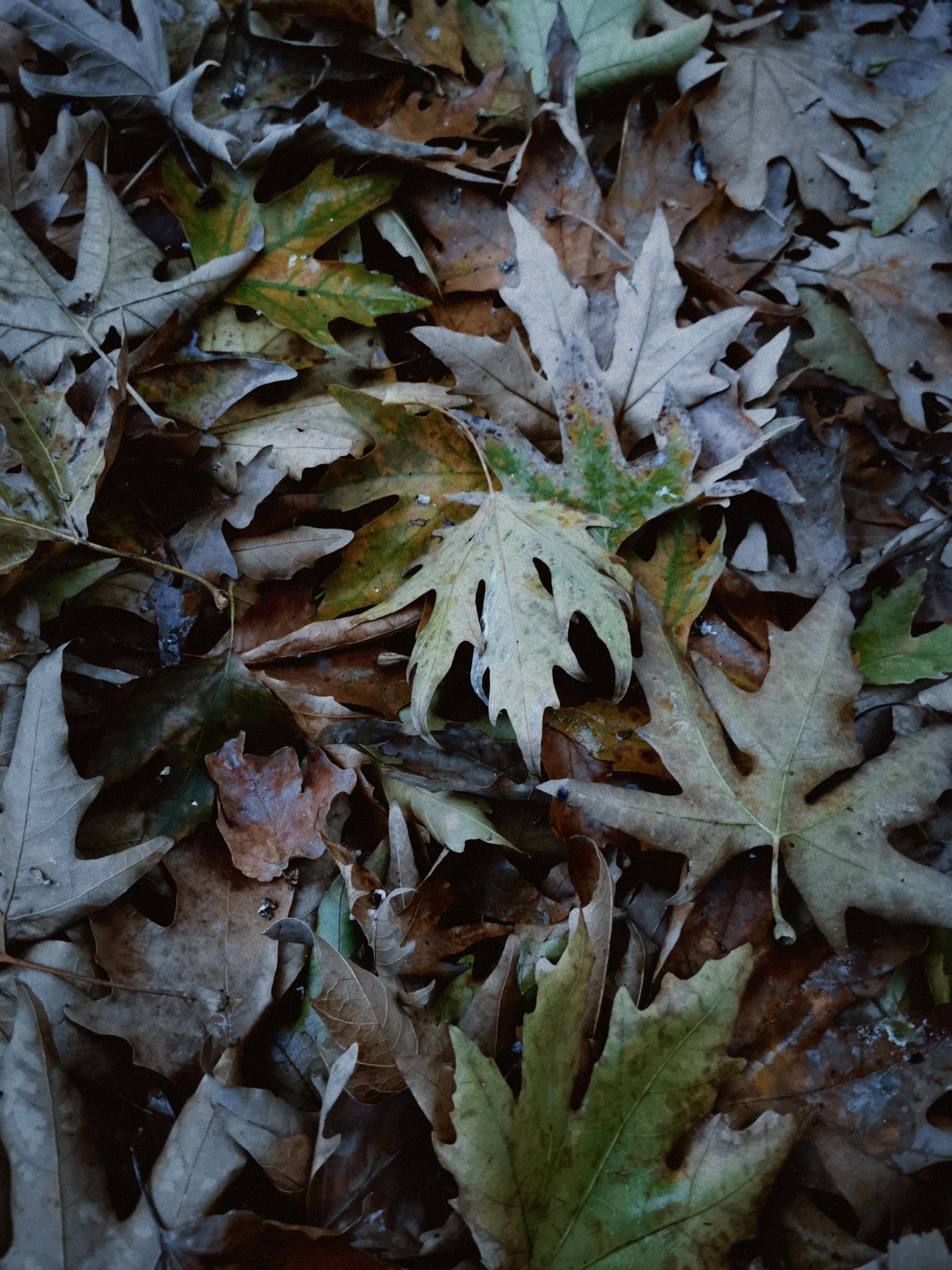 A close-up view of fallen autumn maple leaves with rich earthy tones.