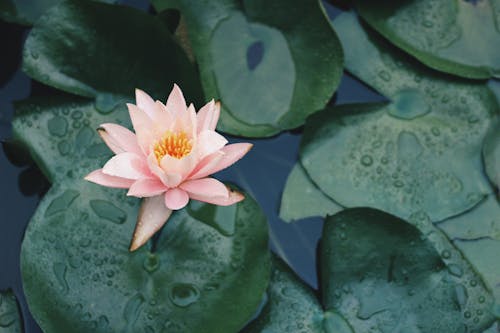 Gratis stockfoto met lotus