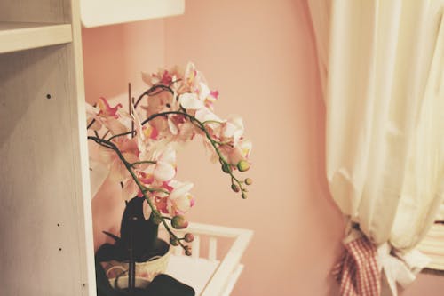 Gratis stockfoto met bloem, ikea, roze