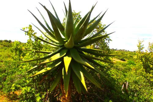 Free nature Stock Photo