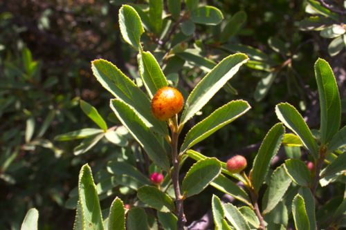 Free Forest fruit Stock Photo