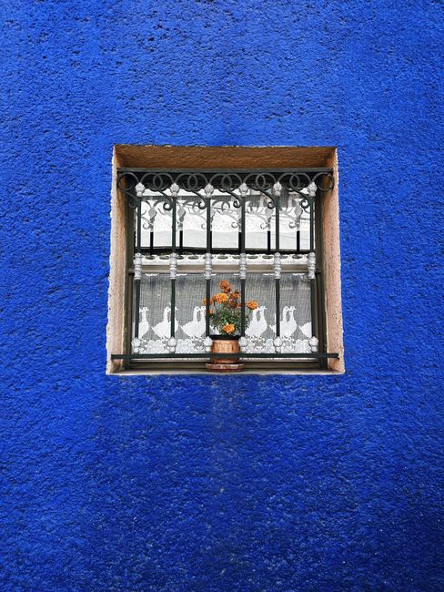 Vibrant blue wall with decorative window and potted flowers in Mexico City.