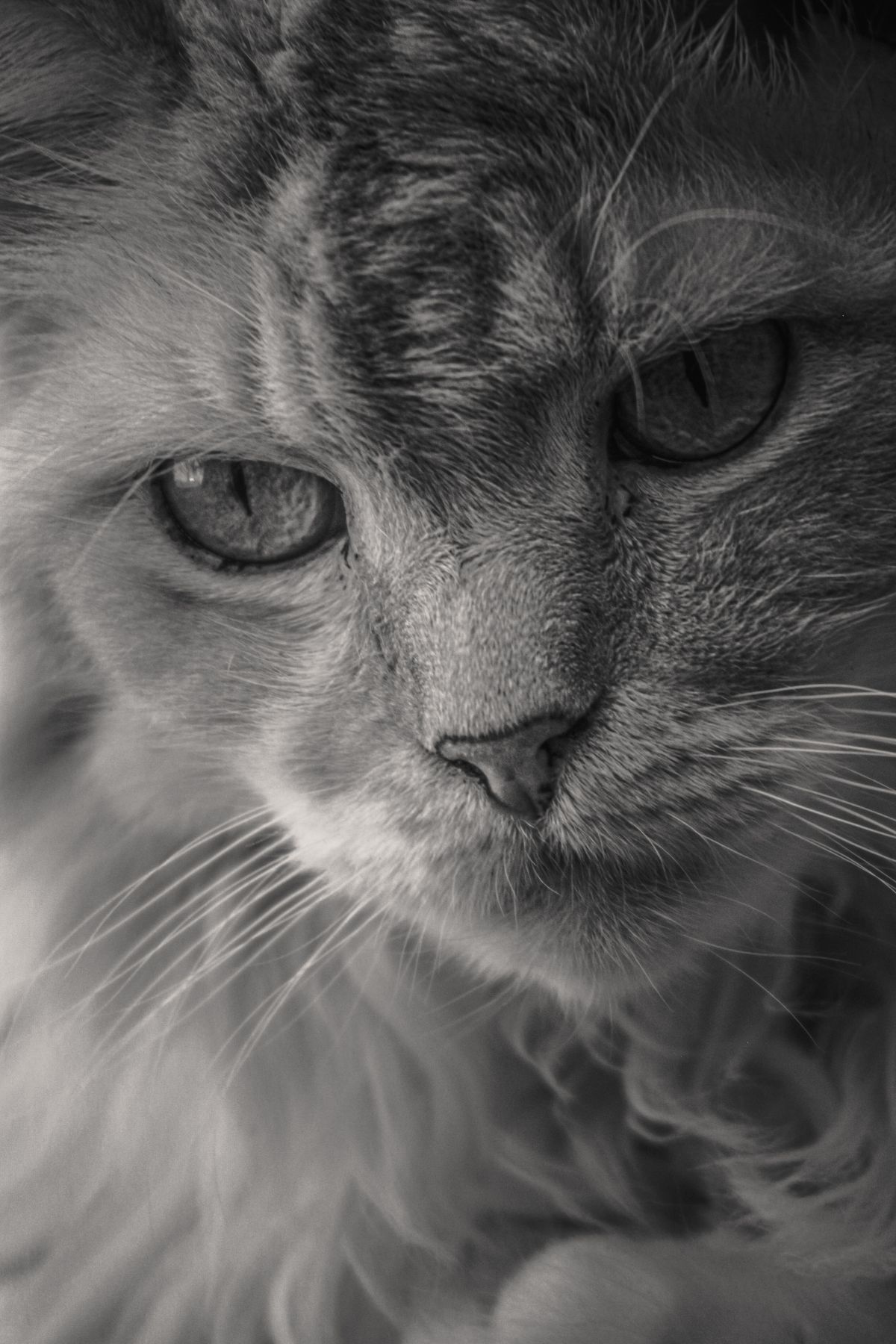 Serene Black and White Portrait of Cat · Free Stock Photo