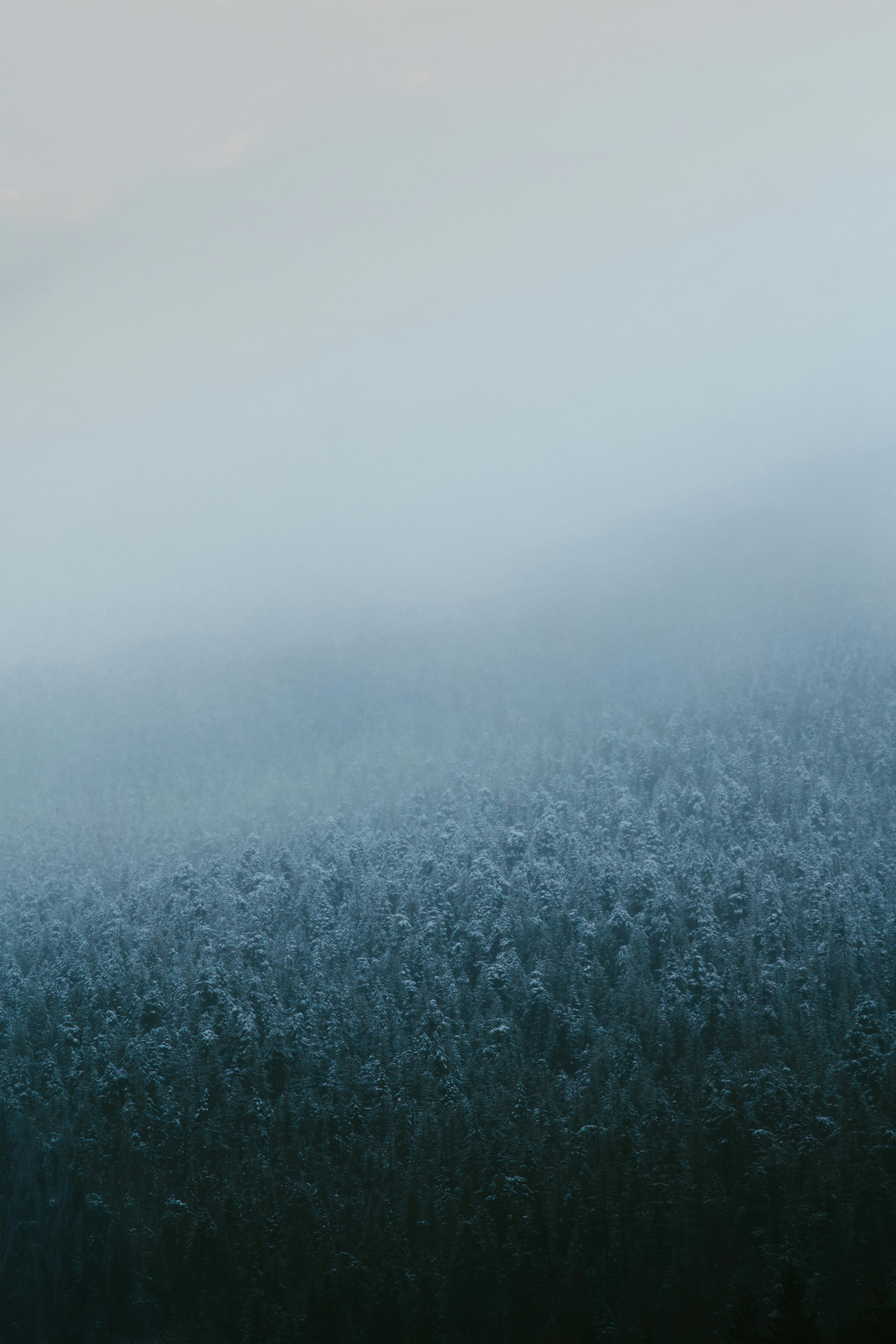 Gratis Paisaje invernal de un bosque brumoso y cubierto de nieve en la Columbia Británica, Canadá. Foto de stock